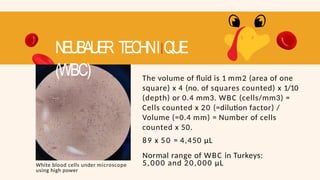 The volume of fluid is 1 mm2 (area of one
square) x 4 (no. of squares counted) x 1/10
(depth) or 0.4 mm3. WBC (cells/mm3) =
Cells counted x 20 (=dilution factor) /
Volume (=0.4 mm) = Number of cells
counted x 50.
89 x 50 = 4,450 µL
Normal range of WBC in Turkeys:
5,000 and 20,000 µL
NEUBAUER TECHNIIQUE
(WBC)
White blood cells under microscope
using high power
 