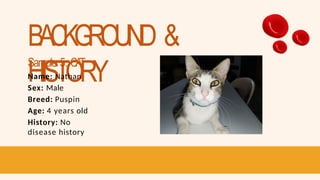 BACKGROUND &
HISTORY
Sample 5: CA
T
Name: Nathan
Sex: Male
Breed: Puspin
Age: 4 years old
History: No
disease history
 
