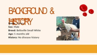 BACKGROUND &
HISTORY
Sample 6: TURKEY
Name: Turkey
Sex: Male
Breed: Beltsville Small White
Age: 5 months old
History: No disease history
 