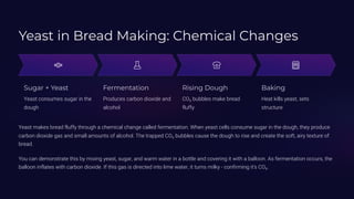 Yeast in Bread Making: Chemical Changes
Sugar + Yeast
Yeast consumes sugar in the
dough
Fermentation
Produces carbon dioxide and
alcohol
Rising Dough
CO¢ bubbles make bread
fluffy
Baking
Heat kills yeast, sets
structure
Yeast makes bread fluffy through a chemical change called fermentation. When yeast cells consume sugar in the dough, they produce
carbon dioxide gas and small amounts of alcohol. The trapped CO¢ bubbles cause the dough to rise and create the soft, airy texture of
bread.
You can demonstrate this by mixing yeast, sugar, and warm water in a bottle and covering it with a balloon. As fermentation occurs, the
balloon inflates with carbon dioxide. If this gas is directed into lime water, it turns milky - confirming it's CO¢.
 
