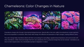 Chameleons: Color Changes in Nature
Chameleons change color through a fascinating biological process. Special cells in their skin called chromatophores contain pigments
that can be expanded or contracted. When these cells change, the reflection and absorption of light changes, creating different colors.
This color change helps chameleons blend with their surroundings for camouflage, regulate body temperature, and communicate with
other chameleons. Unlike chemical changes that form new substances, this is a physical change that can be reversed - chameleons can
return to their original colors. It's a remarkable example of adaptation in nature.
 