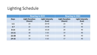 5. Brooding phases Of any Breed of Chickens | PPTX
