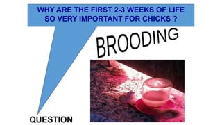 5. Brooding phases Of any Breed of Chickens | PPT