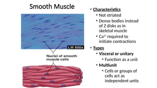 5. Smooth Muscle anatomy and contraction .pptx