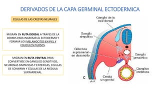 PERIODO EMBRIONARIO de la tercera a la octava semana.pdf