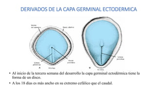 PERIODO EMBRIONARIO de la tercera a la octava semana.pdf
