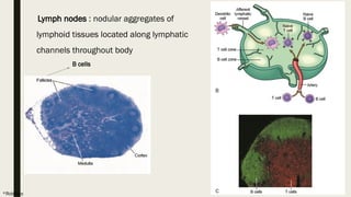 5. Types and cells of immunity in humans.pptx