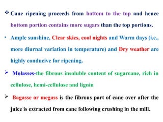 Cane Fallowing 5. Sugar cane.pptxforugstudentsbscagriculture2ndtear2ndsem | PPTX