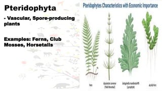 5.1 TAXONOMIC.CLASSIFICATION.HIERARCHY 2.pptx