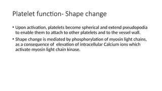 Platelet function- Shape change
• Upon activation, platelets become spherical and extend pseudopodia
to enable them to attach to other platelets and to the vessel wall.
• Shape change is mediated by phosphorylation of myosin light chains,
as a consequence of elevation of intracellular Calcium ions which
activate myosin light chain kinase.
 