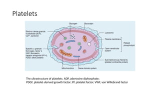 Platelets
The ultrastructure of platelets. ADP, adenosine diphosphate;
PDGF, platelet derived growth factor; PF, platelet factor; VWF, von Willebrand factor
‐
 