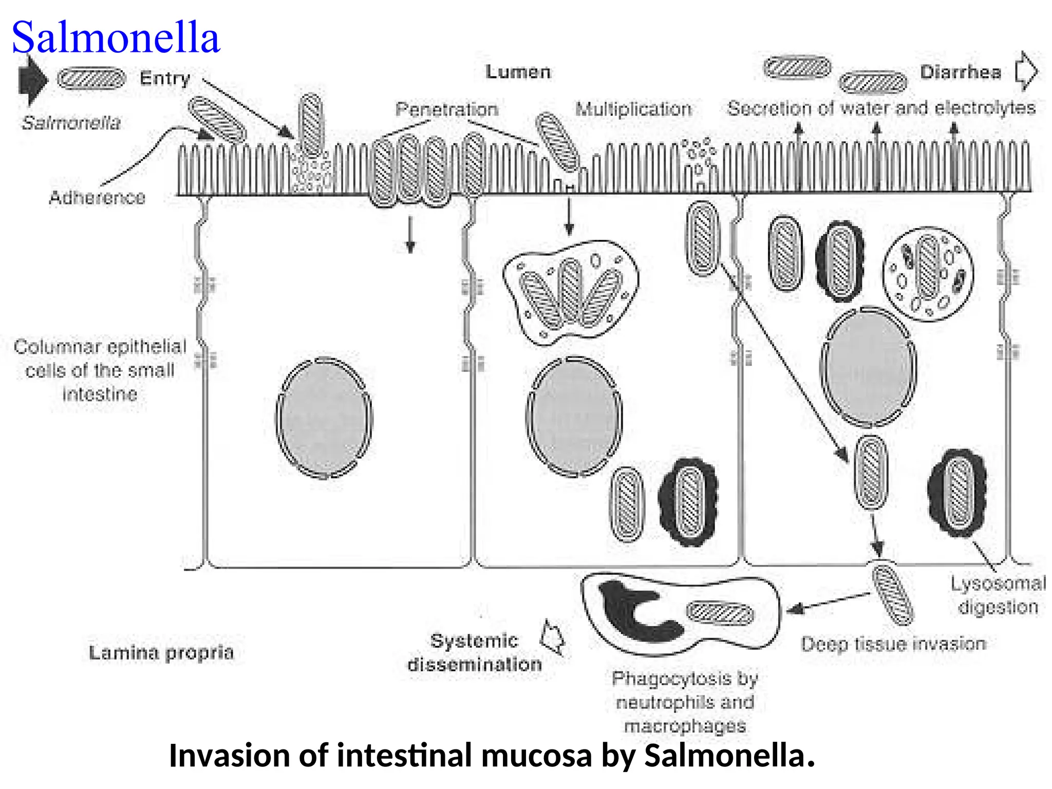 Salmonella
Invasion of intestinal mucosa by Salmonella.
 