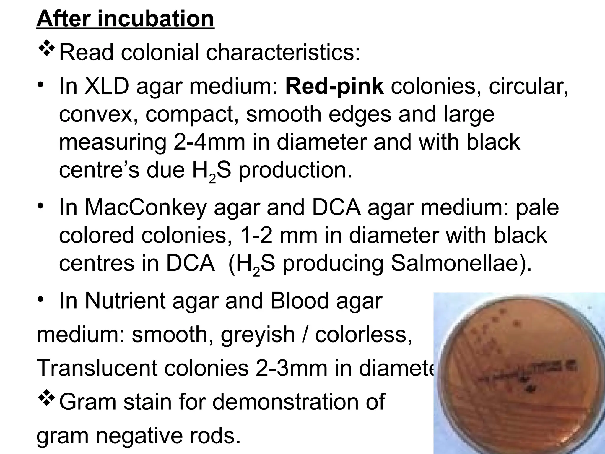 After incubation
Read colonial characteristics:
• In XLD agar medium: Red-pink colonies, circular,
convex, compact, smooth edges and large
measuring 2-4mm in diameter and with black
centre’s due H2S production.
• In MacConkey agar and DCA agar medium: pale
colored colonies, 1-2 mm in diameter with black
centres in DCA (H2S producing Salmonellae).
• In Nutrient agar and Blood agar
medium: smooth, greyish / colorless,
Translucent colonies 2-3mm in diameter
Gram stain for demonstration of
gram negative rods.
 