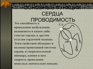 ОСНОВНЫЕ ФУНКЦИИ
СЕРДЦА
ПРОВОДИМОСТЬ
Это способность к
проведению возбуждения,
возникшего в каком либо
участке сердца, к другим
отделам сердечной мышцы.
Этим свойством обладают и
волокна проводящей системы
сердца, и сократительный
миокард, однако в нем
скорость проведения
импульса значительно меньше.
СА
АВ
 