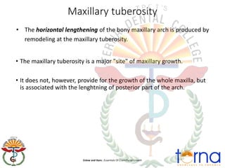 Axillary Growth 5.-Growth-and-development-of-maxilla.pdf