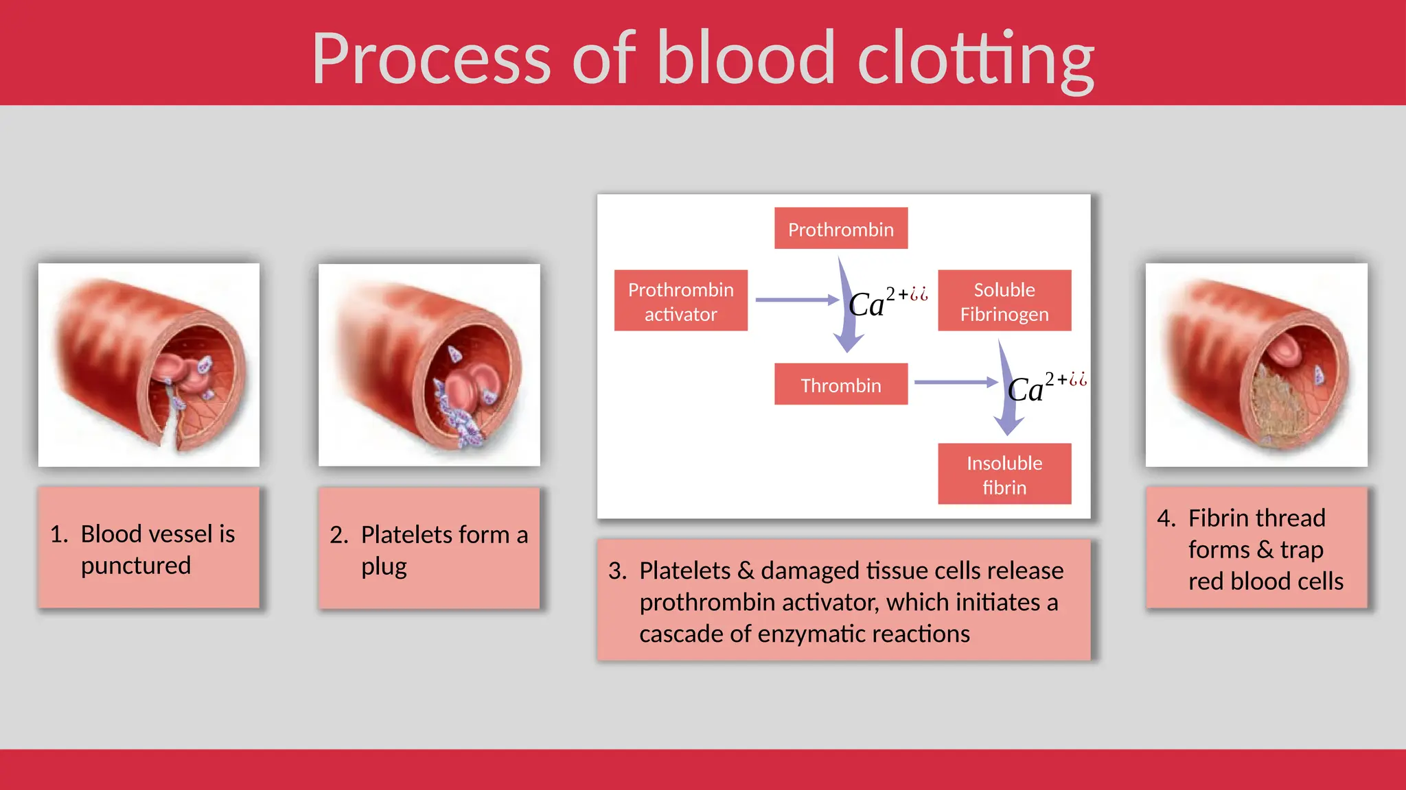 Blood Threads 5. Composition of blood for human physiology.pptx