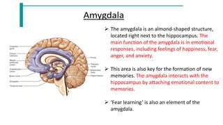 5. Limbic System anatomy,physiology and related pathology | PDF
