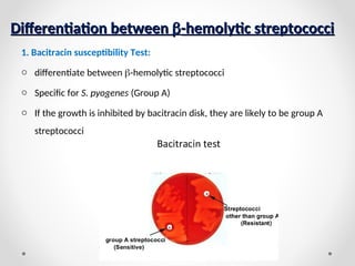 Streptococci microbiology information... | PPT