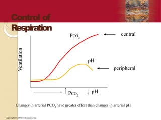 Po2 Pco2 Respiration 5. Regulation of respiration.pptx chemical and nervous | PPTX