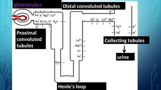 glomerulus
Proximal
convoluted
tubules
Distal convoluted tubules
Henle’s loop
Collecting tubules
urine
 