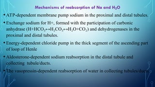 Mechanisms of reabsorption of Na and H O
₂
•ATP-dependent membrane pump sodium in the proximal and distal tubules.
•Exchange sodium for H+, formed with the participation of carbonic
anhydrase (Н+НСО ↔Н СО ↔Н О+СО
₃ ₂ ₃ ₂ ₂) and dehydrogenases in the
proximal and distal tubules.
•Energy-dependent chloride pump in the thick segment of the ascending part
of loop of Henle
•Aldosterone-dependent sodium reabsorption in the distal tubule and
collecting tubule/ducts.
•The vasopressin-dependent reabsorption of water in collecting tubules/ducts.
 