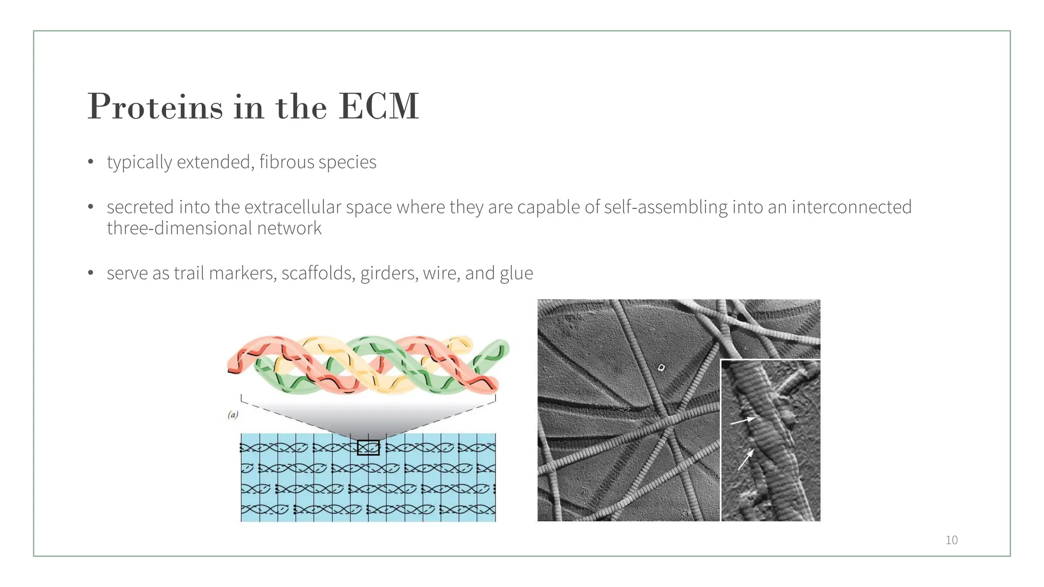 Proteins in the ECM
• typically extended, fibrous species
• secreted into the extracellular space where they are capable of self-assembling into an interconnected
three-dimensional network
• serve as trail markers, scaffolds, girders, wire, and glue
10
 