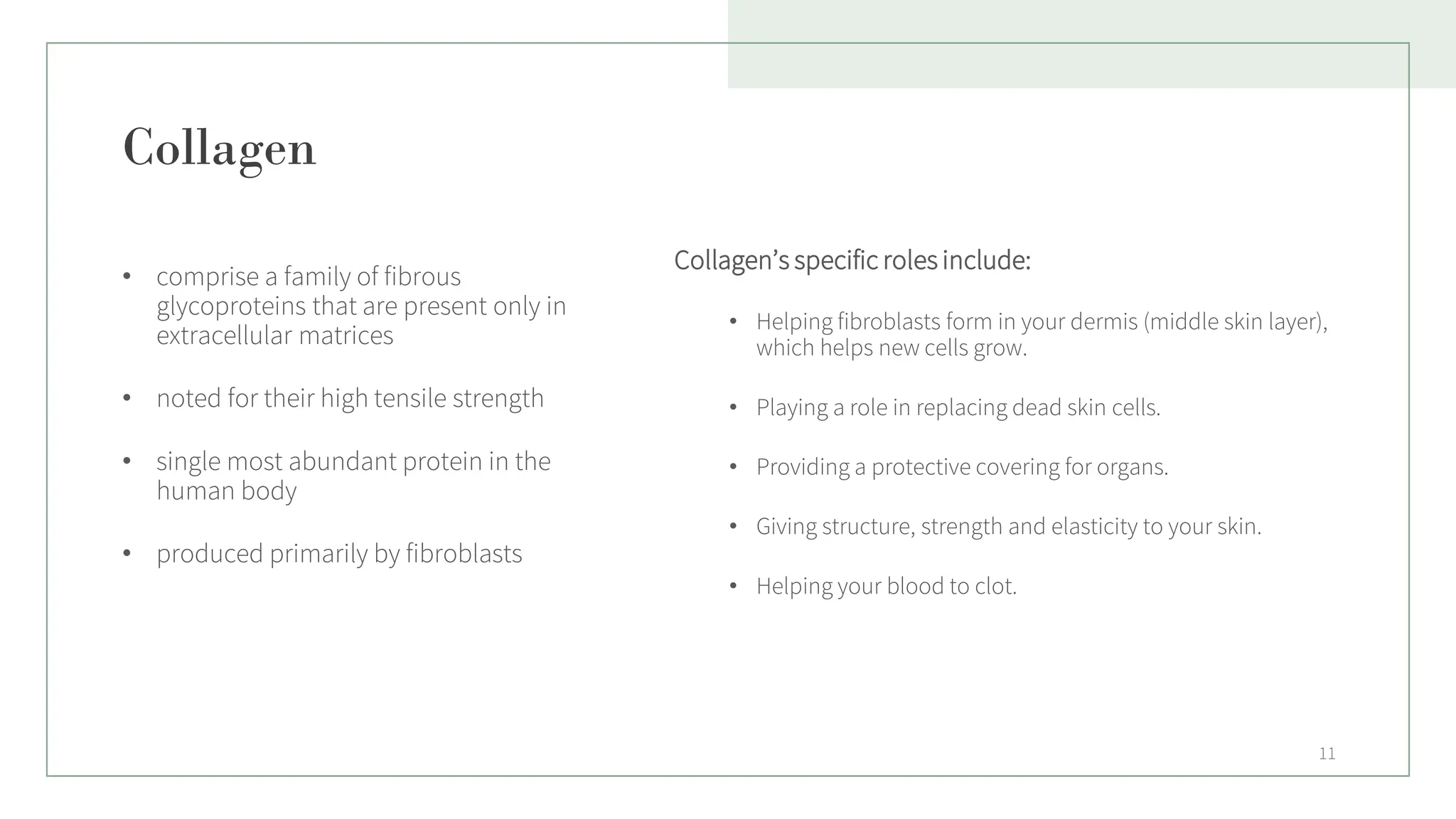 Collagen
• comprise a family of fibrous
glycoproteins that are present only in
extracellular matrices
• noted for their high tensile strength
• single most abundant protein in the
human body
• produced primarily by fibroblasts
Collagen’s specific roles include:
• Helping fibroblasts form in your dermis (middle skin layer),
which helps new cells grow.
• Playing a role in replacing dead skin cells.
• Providing a protective covering for organs.
• Giving structure, strength and elasticity to your skin.
• Helping your blood to clot.
11
 