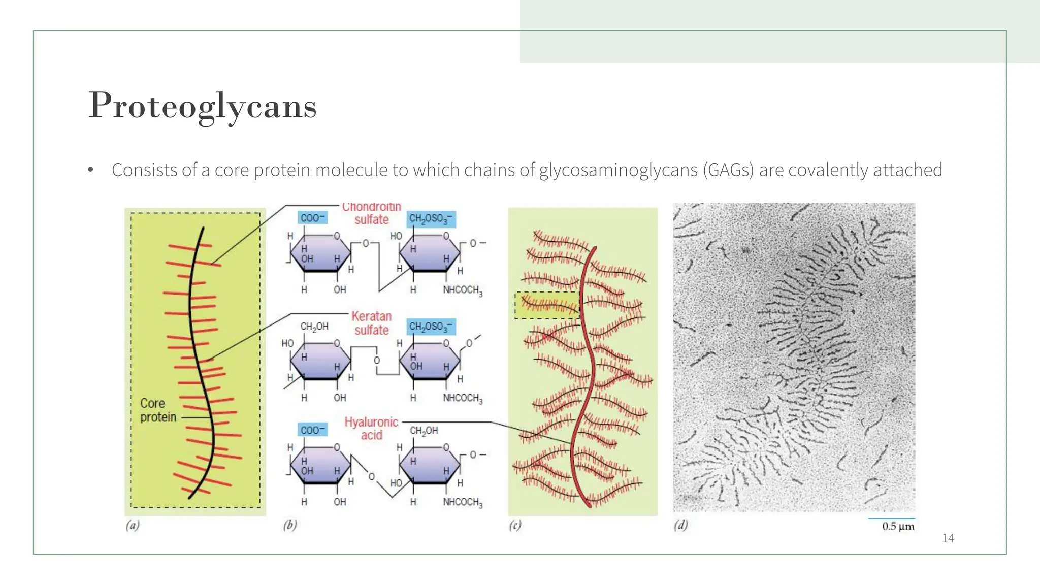 Proteoglycans
• Consists of a core protein molecule to which chains of glycosaminoglycans (GAGs) are covalently attached
14
 