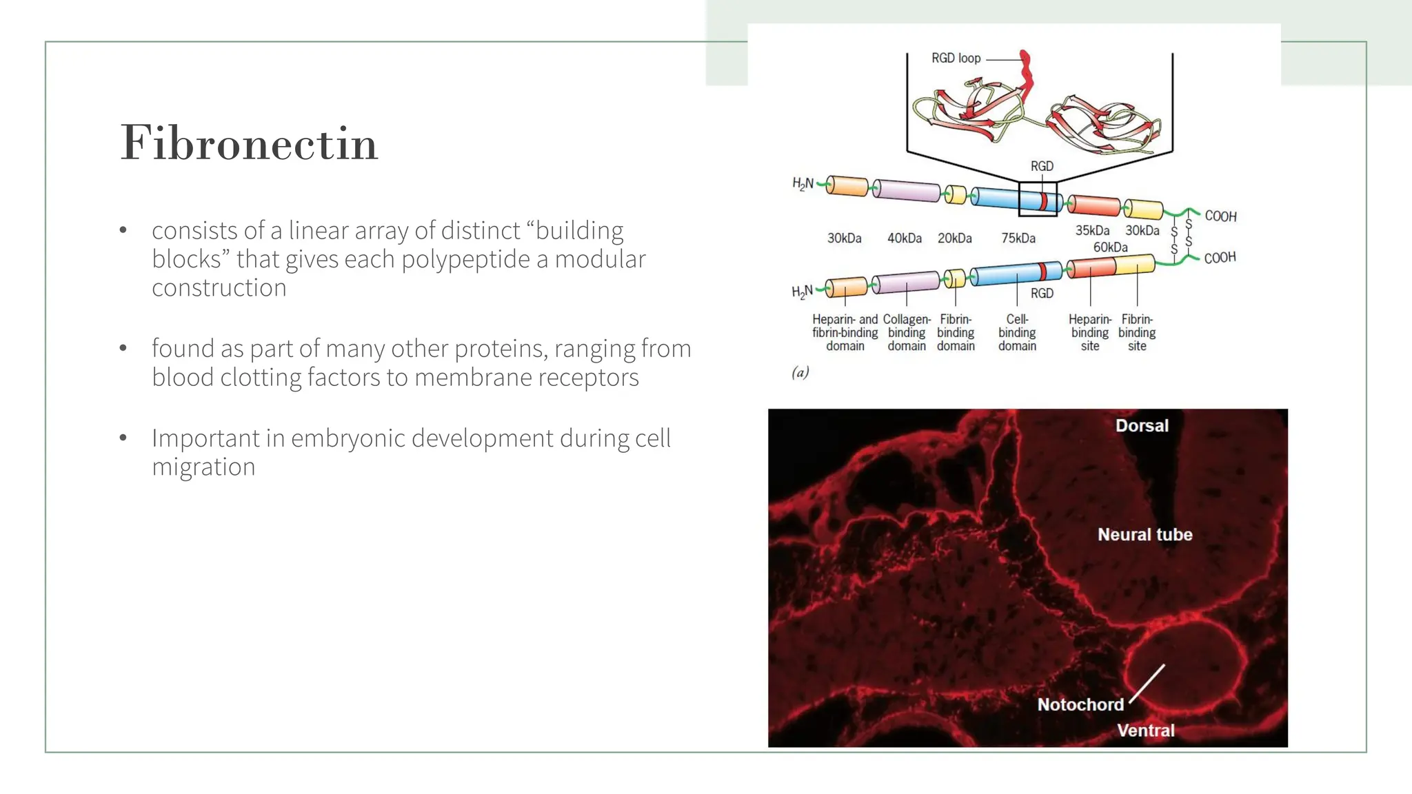 Fibronectin
• consists of a linear array of distinct “building
blocks” that gives each polypeptide a modular
construction
• found as part of many other proteins, ranging from
blood clotting factors to membrane receptors
• Important in embryonic development during cell
migration
15
 