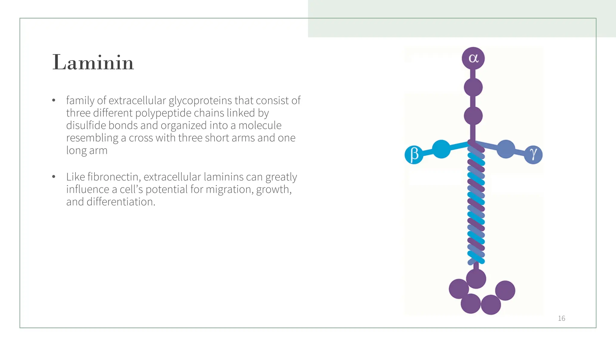 Laminin
• family of extracellular glycoproteins that consist of
three different polypeptide chains linked by
disulfide bonds and organized into a molecule
resembling a cross with three short arms and one
long arm
• Like fibronectin, extracellular laminins can greatly
influence a cell’s potential for migration, growth,
and differentiation.
16
 