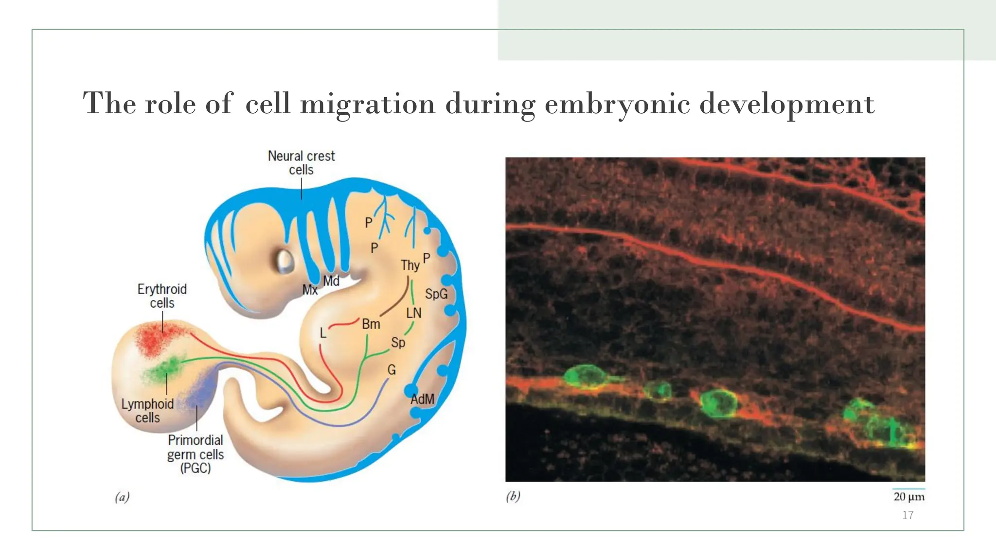 The role of cell migration during embryonic development
17
 