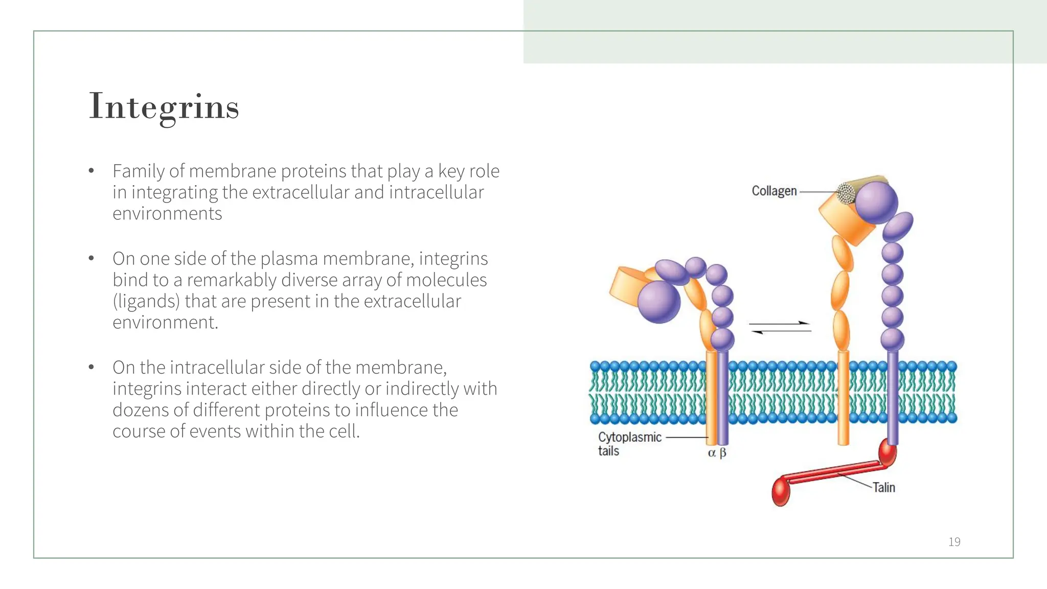 Integrins
• Family of membrane proteins that play a key role
in integrating the extracellular and intracellular
environments
• On one side of the plasma membrane, integrins
bind to a remarkably diverse array of molecules
(ligands) that are present in the extracellular
environment.
• On the intracellular side of the membrane,
integrins interact either directly or indirectly with
dozens of different proteins to influence the
course of events within the cell.
19
 