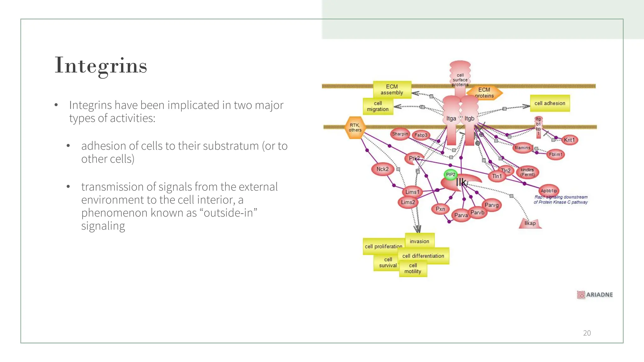 Integrins
• Integrins have been implicated in two major
types of activities:
• adhesion of cells to their substratum (or to
other cells)
• transmission of signals from the external
environment to the cell interior, a
phenomenon known as “outside-in”
signaling
20
 