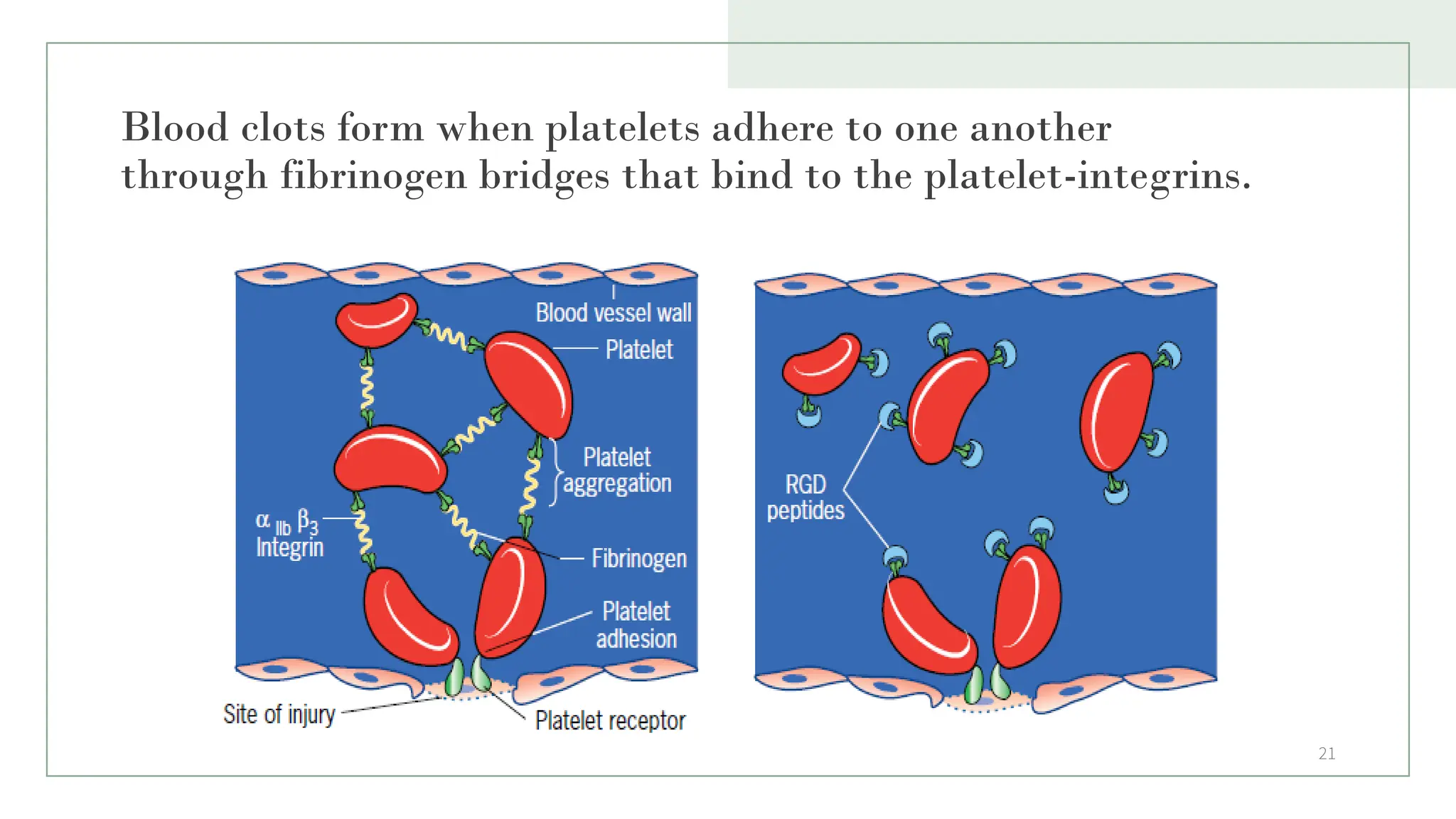 Blood clots form when platelets adhere to one another
through fibrinogen bridges that bind to the platelet-integrins.
21
 