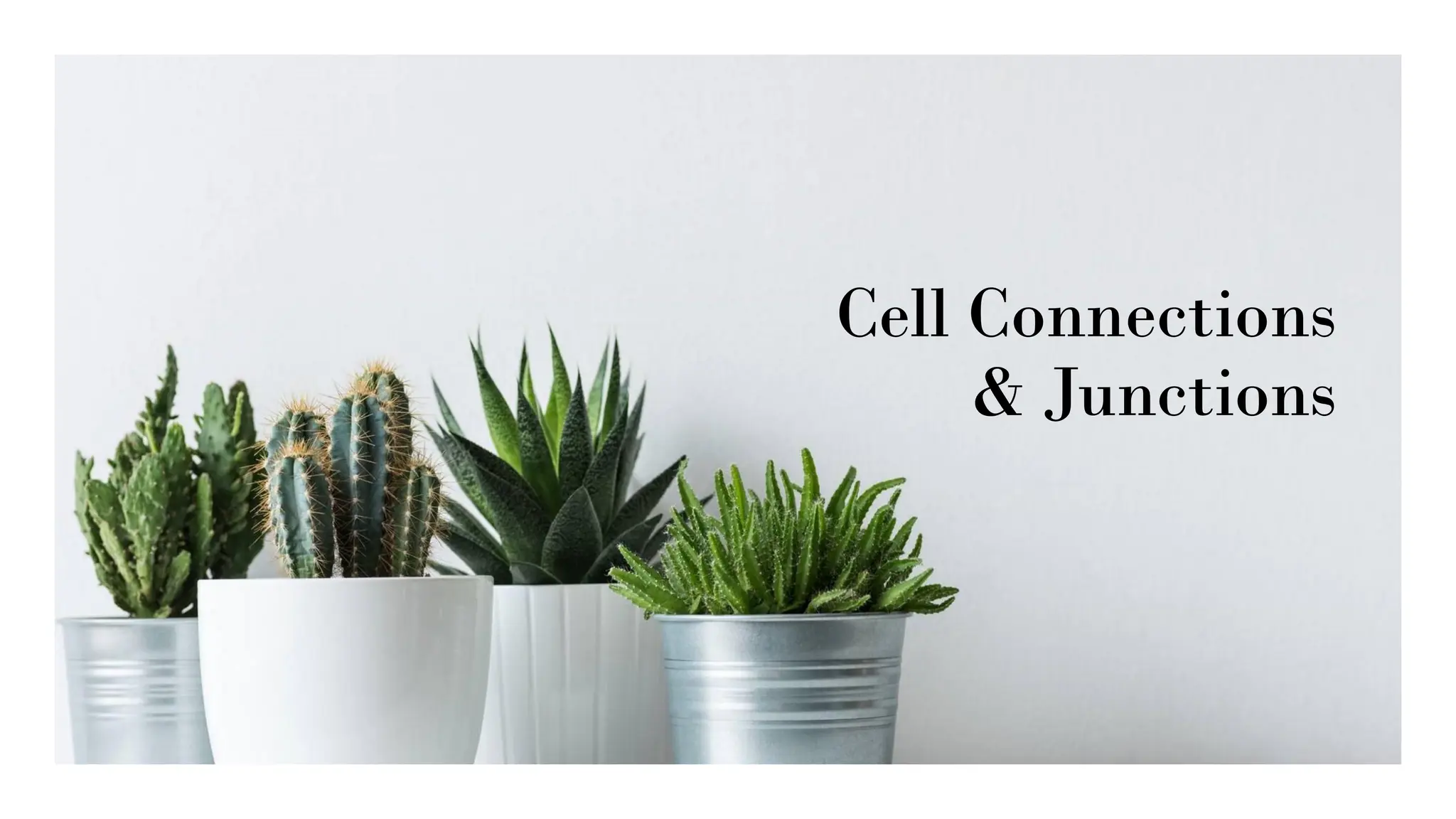 Cell Connections
& Junctions
 