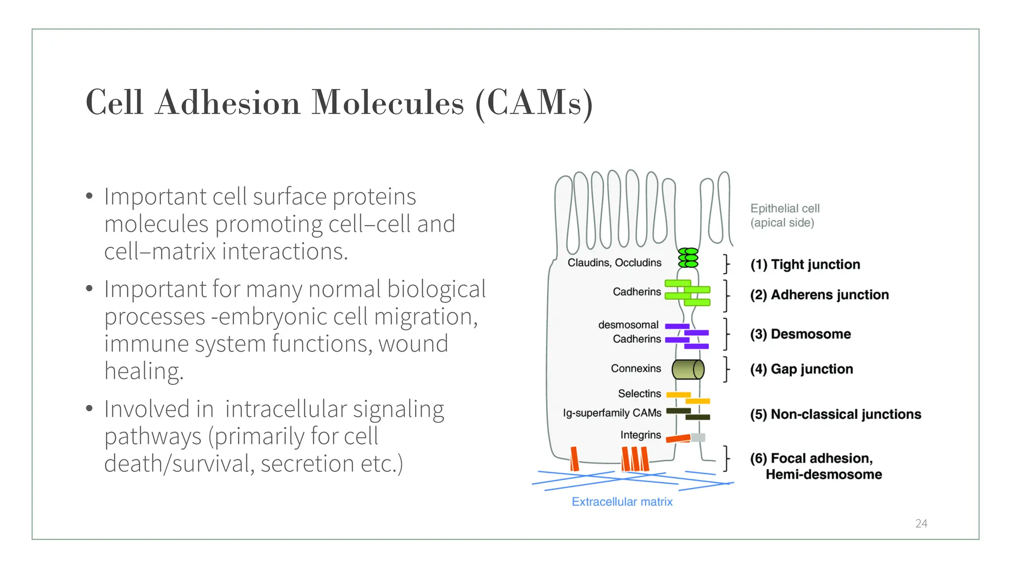 Cell Adhesion Molecules (CAMs)
• Important cell surface proteins
molecules promoting cell–cell and
cell–matrix interactions.
• Important for many normal biological
processes -embryonic cell migration,
immune system functions, wound
healing.
• Involved in intracellular signaling
pathways (primarily for cell
death/survival, secretion etc.)
24
 