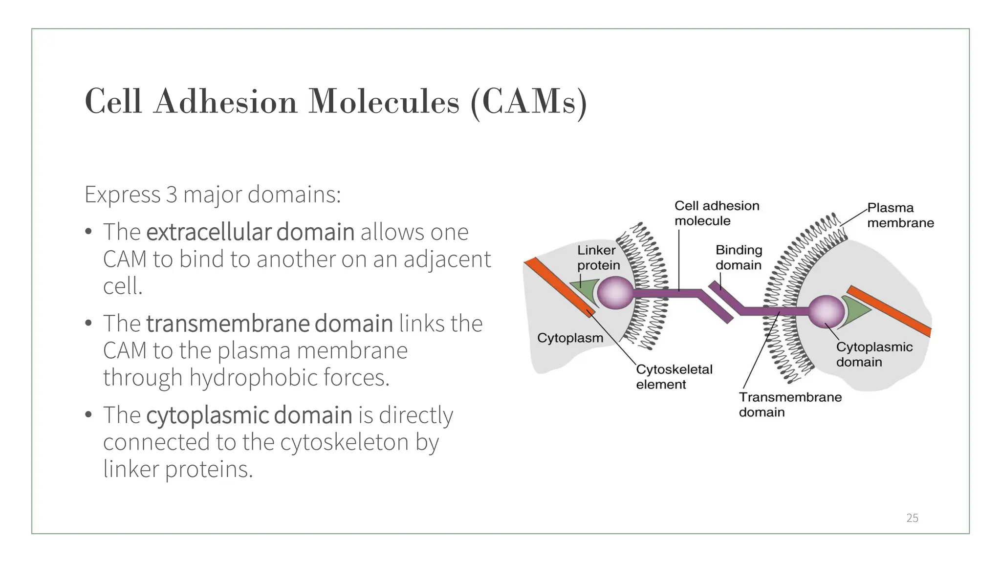 Cell Adhesion Molecules (CAMs)
Express 3 major domains:
• The extracellular domain allows one
CAM to bind to another on an adjacent
cell.
• The transmembrane domain links the
CAM to the plasma membrane
through hydrophobic forces.
• The cytoplasmic domain is directly
connected to the cytoskeleton by
linker proteins.
25
 