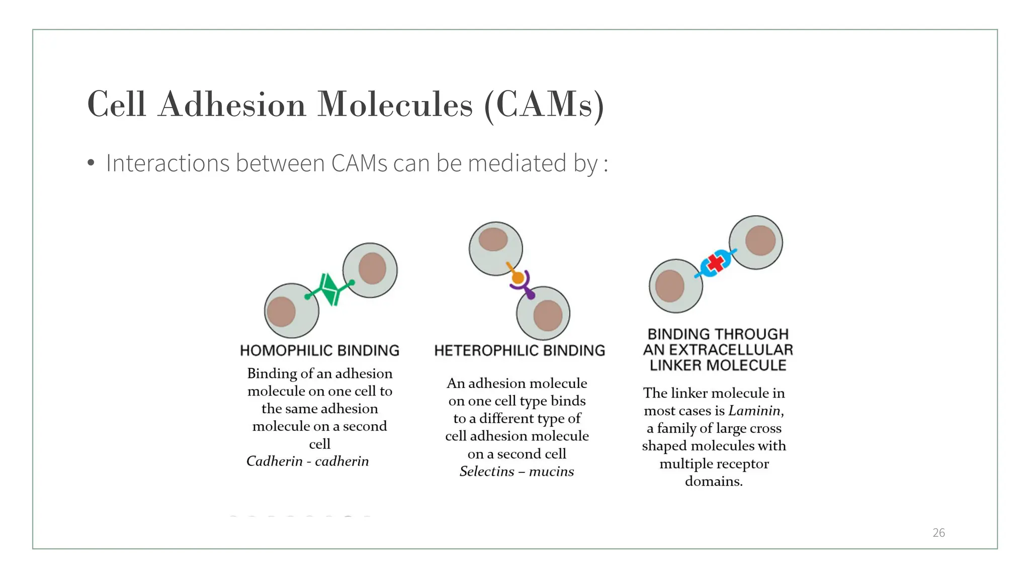 Cell Adhesion Molecules (CAMs)
• Interactions between CAMs can be mediated by :
26
 