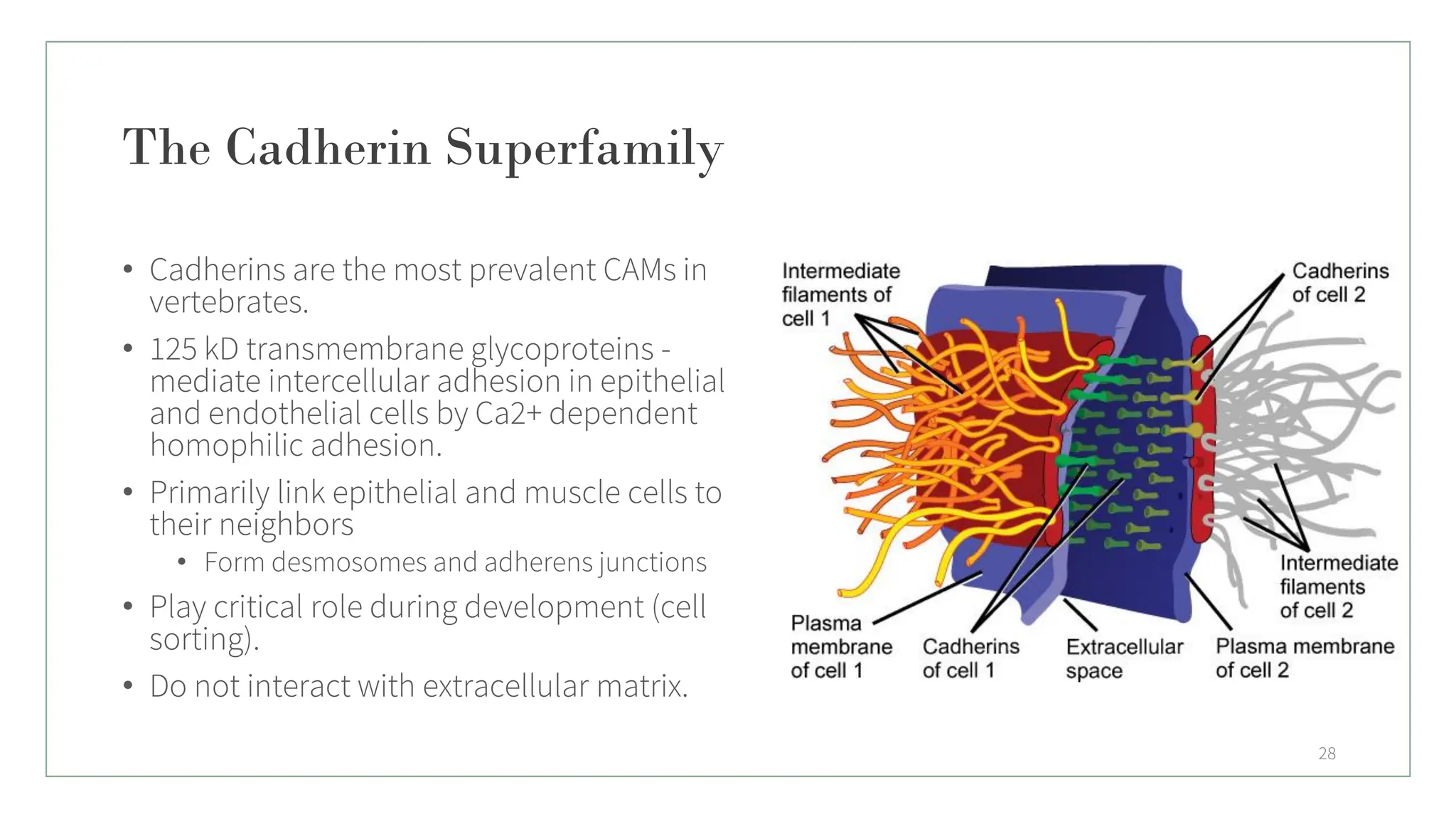 The Cadherin Superfamily
• Cadherins are the most prevalent CAMs in
vertebrates.
• 125 kD transmembrane glycoproteins -
mediate intercellular adhesion in epithelial
and endothelial cells by Ca2+ dependent
homophilic adhesion.
• Primarily link epithelial and muscle cells to
their neighbors
• Form desmosomes and adherens junctions
• Play critical role during development (cell
sorting).
• Do not interact with extracellular matrix.
28
 