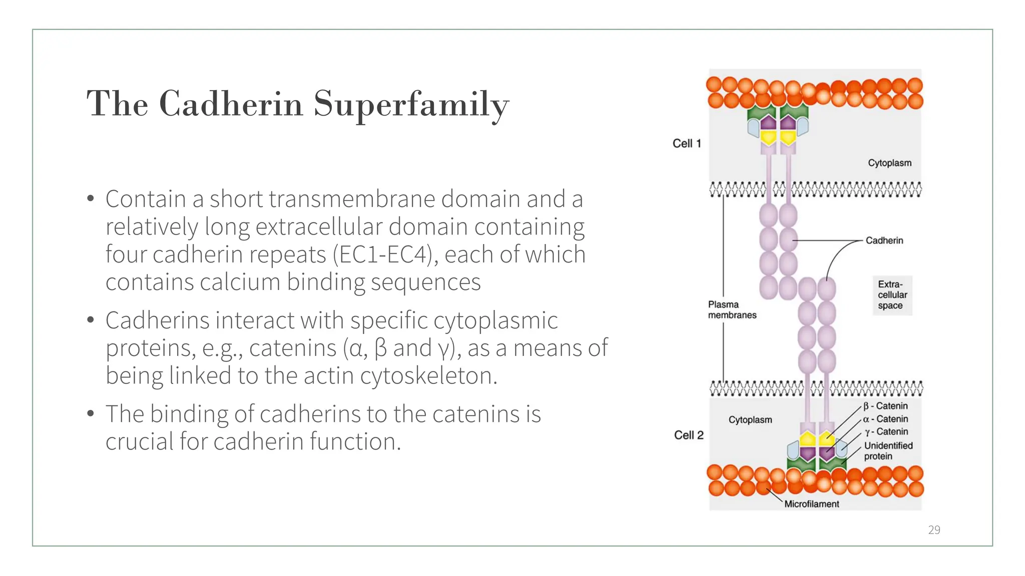 The Cadherin Superfamily
• Contain a short transmembrane domain and a
relatively long extracellular domain containing
four cadherin repeats (EC1-EC4), each of which
contains calcium binding sequences
• Cadherins interact with specific cytoplasmic
proteins, e.g., catenins (α, β and γ), as a means of
being linked to the actin cytoskeleton.
• The binding of cadherins to the catenins is
crucial for cadherin function.
29
 