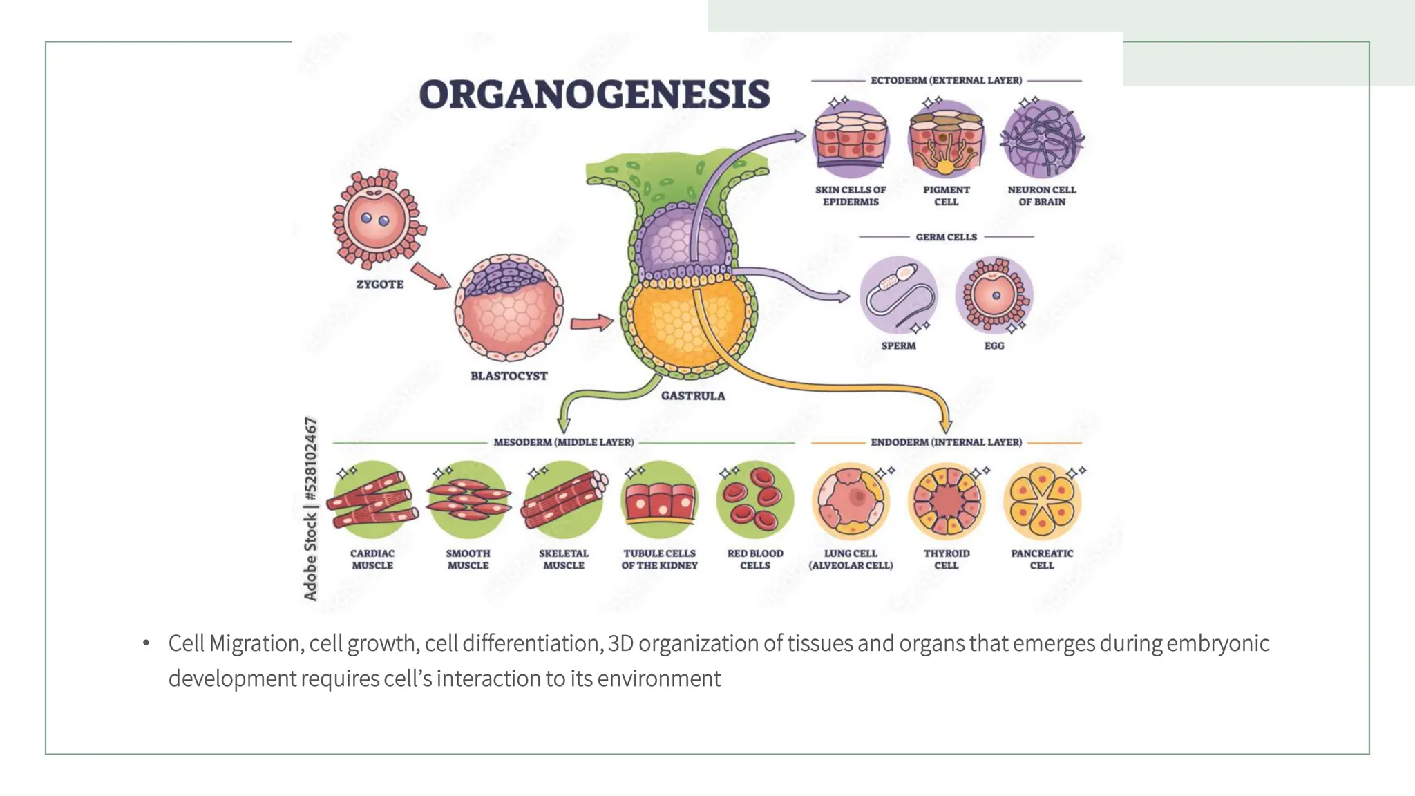 • Cell Migration, cell growth, cell differentiation, 3D organization of tissues and organs that emerges during embryonic
development requires cell’s interaction to its environment
 