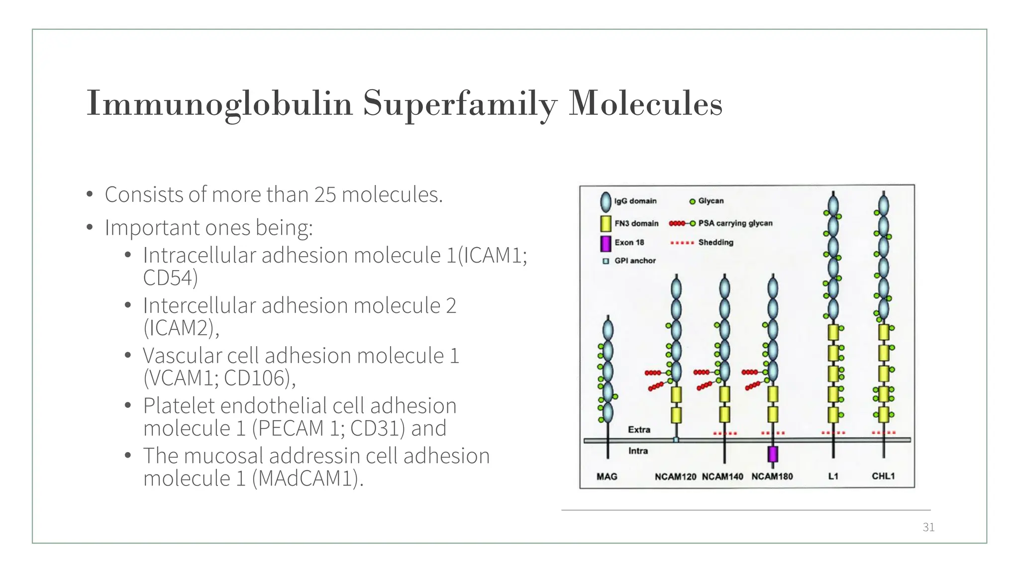 Immunoglobulin Superfamily Molecules
• Consists of more than 25 molecules.
• Important ones being:
• Intracellular adhesion molecule 1(ICAM1;
CD54)
• Intercellular adhesion molecule 2
(ICAM2),
• Vascular cell adhesion molecule 1
(VCAM1; CD106),
• Platelet endothelial cell adhesion
molecule 1 (PECAM 1; CD31) and
• The mucosal addressin cell adhesion
molecule 1 (MAdCAM1).
31
 