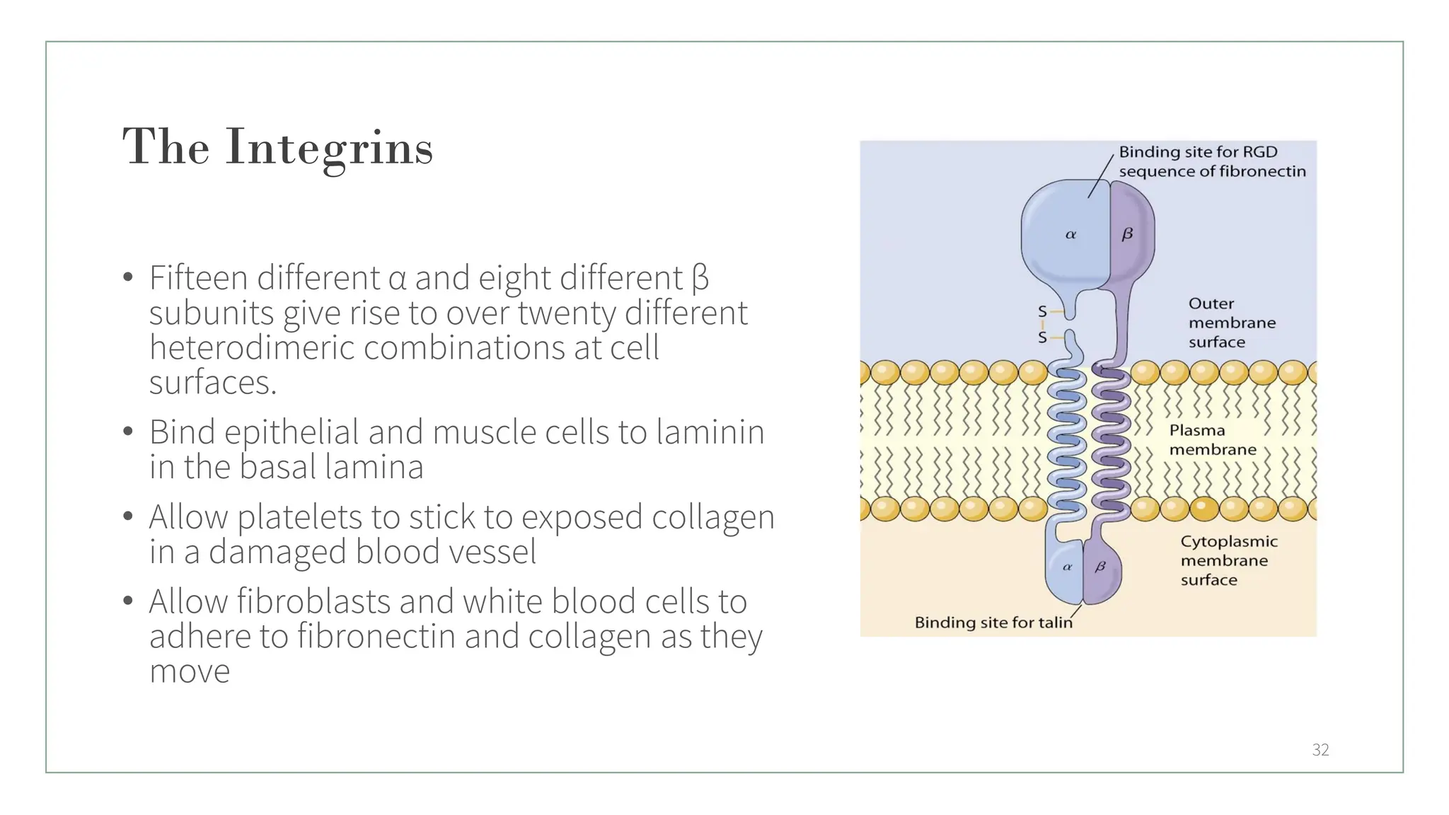 The Integrins
• Fifteen different α and eight different β
subunits give rise to over twenty different
heterodimeric combinations at cell
surfaces.
• Bind epithelial and muscle cells to laminin
in the basal lamina
• Allow platelets to stick to exposed collagen
in a damaged blood vessel
• Allow fibroblasts and white blood cells to
adhere to fibronectin and collagen as they
move
32
 