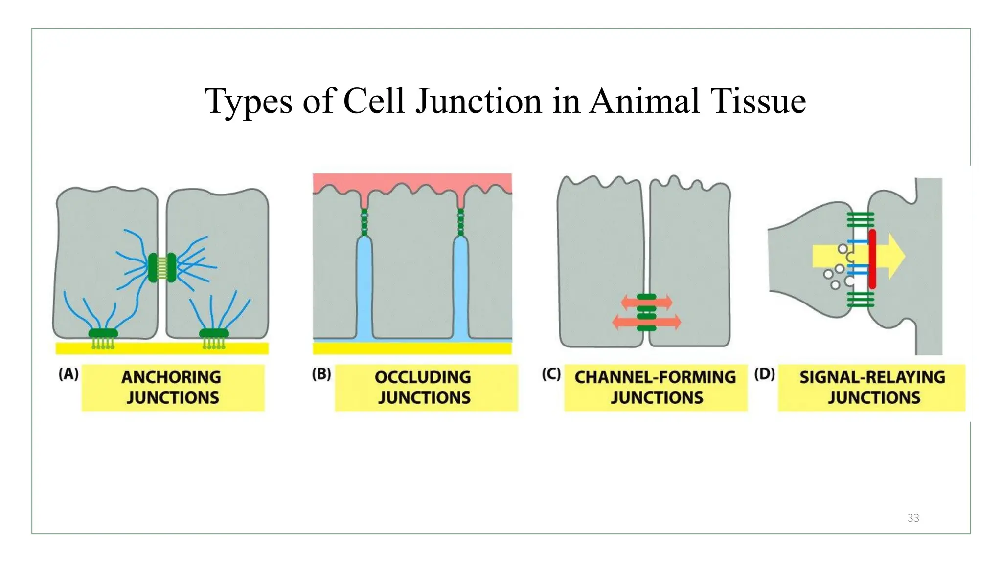 Types of Cell Junction in Animal Tissue
33
 