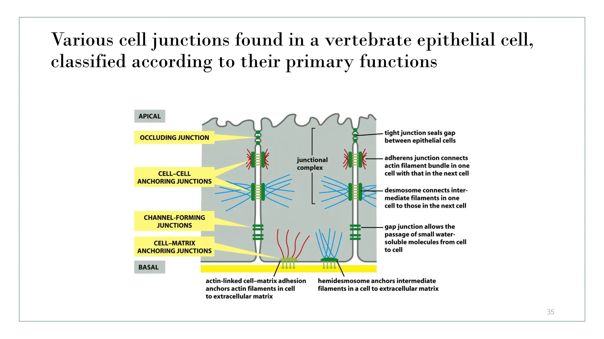 Various cell junctions found in a vertebrate epithelial cell,
classified according to their primary functions
35
 