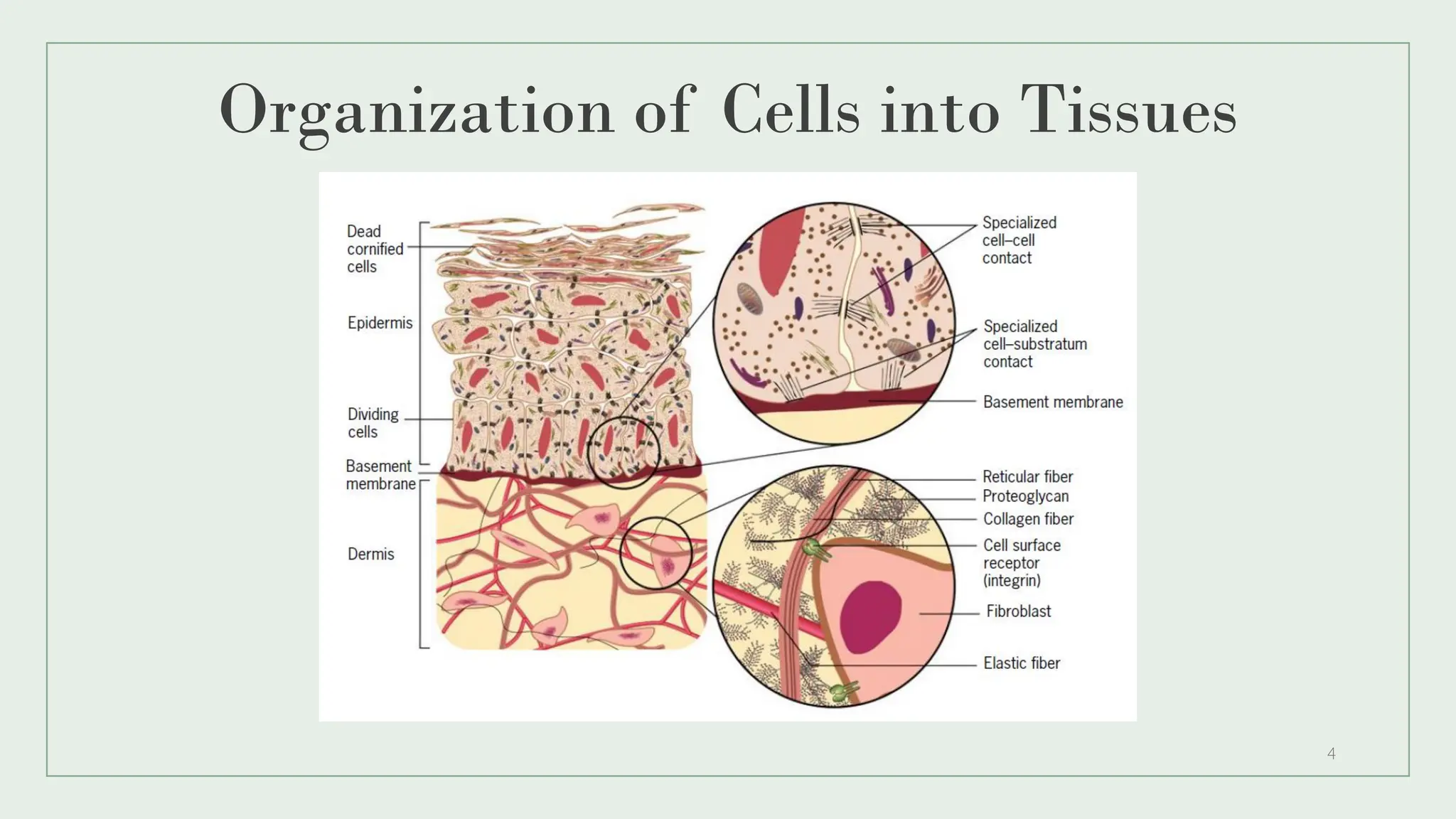 Organization of Cells into Tissues
4
 