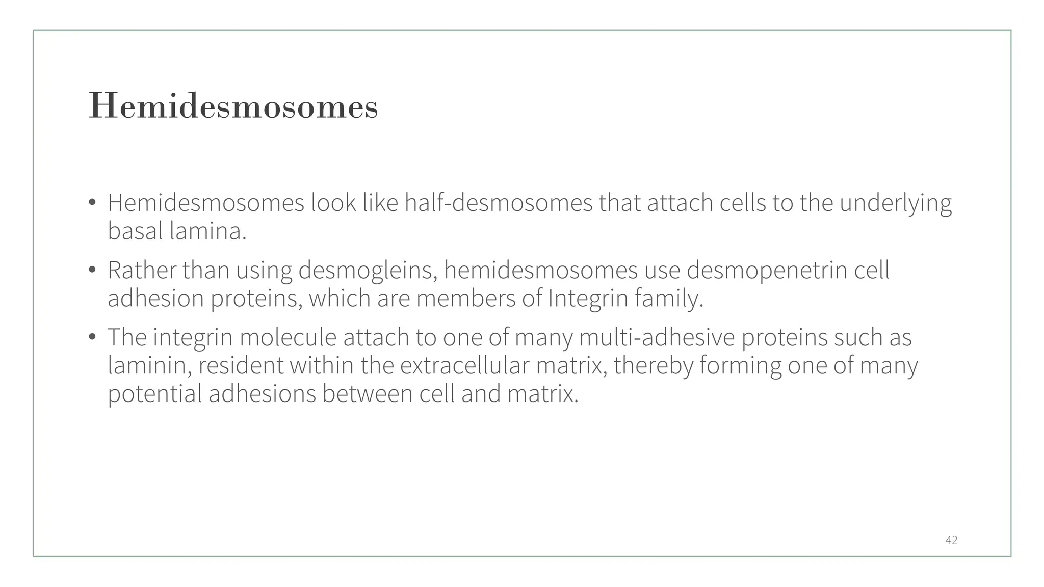 Hemidesmosomes
• Hemidesmosomes look like half-desmosomes that attach cells to the underlying
basal lamina.
• Rather than using desmogleins, hemidesmosomes use desmopenetrin cell
adhesion proteins, which are members of Integrin family.
• The integrin molecule attach to one of many multi-adhesive proteins such as
laminin, resident within the extracellular matrix, thereby forming one of many
potential adhesions between cell and matrix.
42
 