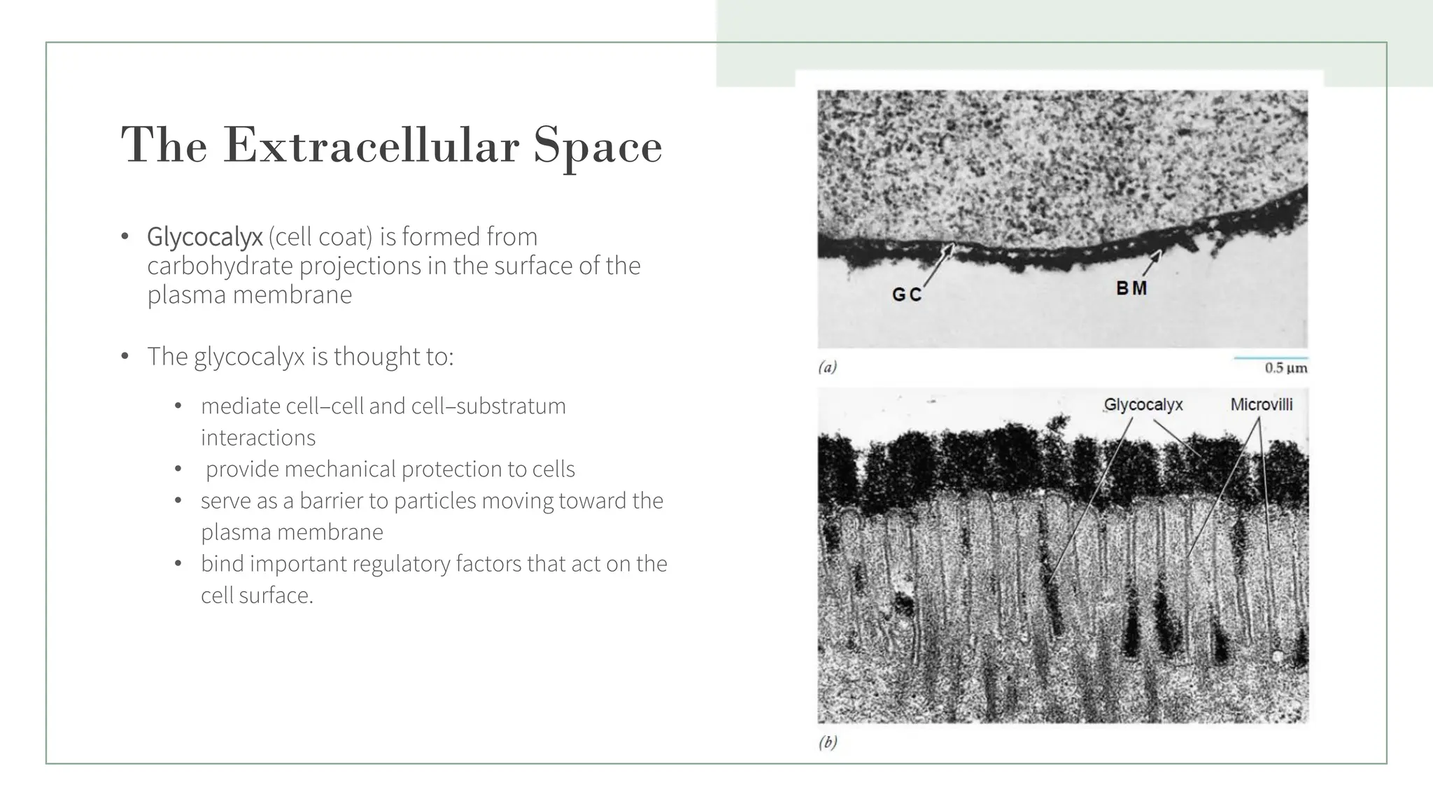 The Extracellular Space
• Glycocalyx (cell coat) is formed from
carbohydrate projections in the surface of the
plasma membrane
• The glycocalyx is thought to:
• mediate cell–cell and cell–substratum
interactions
• provide mechanical protection to cells
• serve as a barrier to particles moving toward the
plasma membrane
• bind important regulatory factors that act on the
cell surface.
5
 