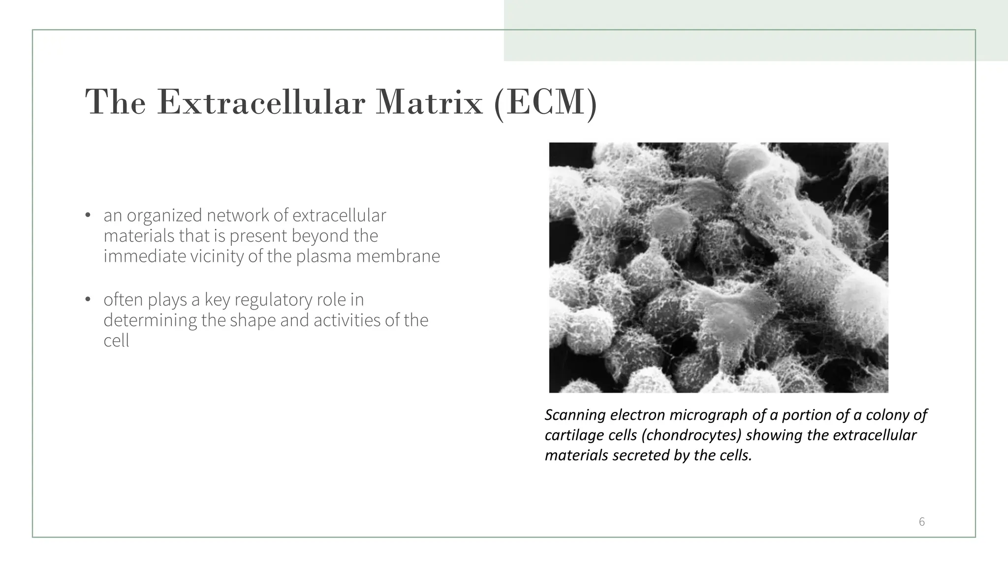 The Extracellular Matrix (ECM)
• an organized network of extracellular
materials that is present beyond the
immediate vicinity of the plasma membrane
• often plays a key regulatory role in
determining the shape and activities of the
cell
6
Scanning electron micrograph of a portion of a colony of
cartilage cells (chondrocytes) showing the extracellular
materials secreted by the cells.
 