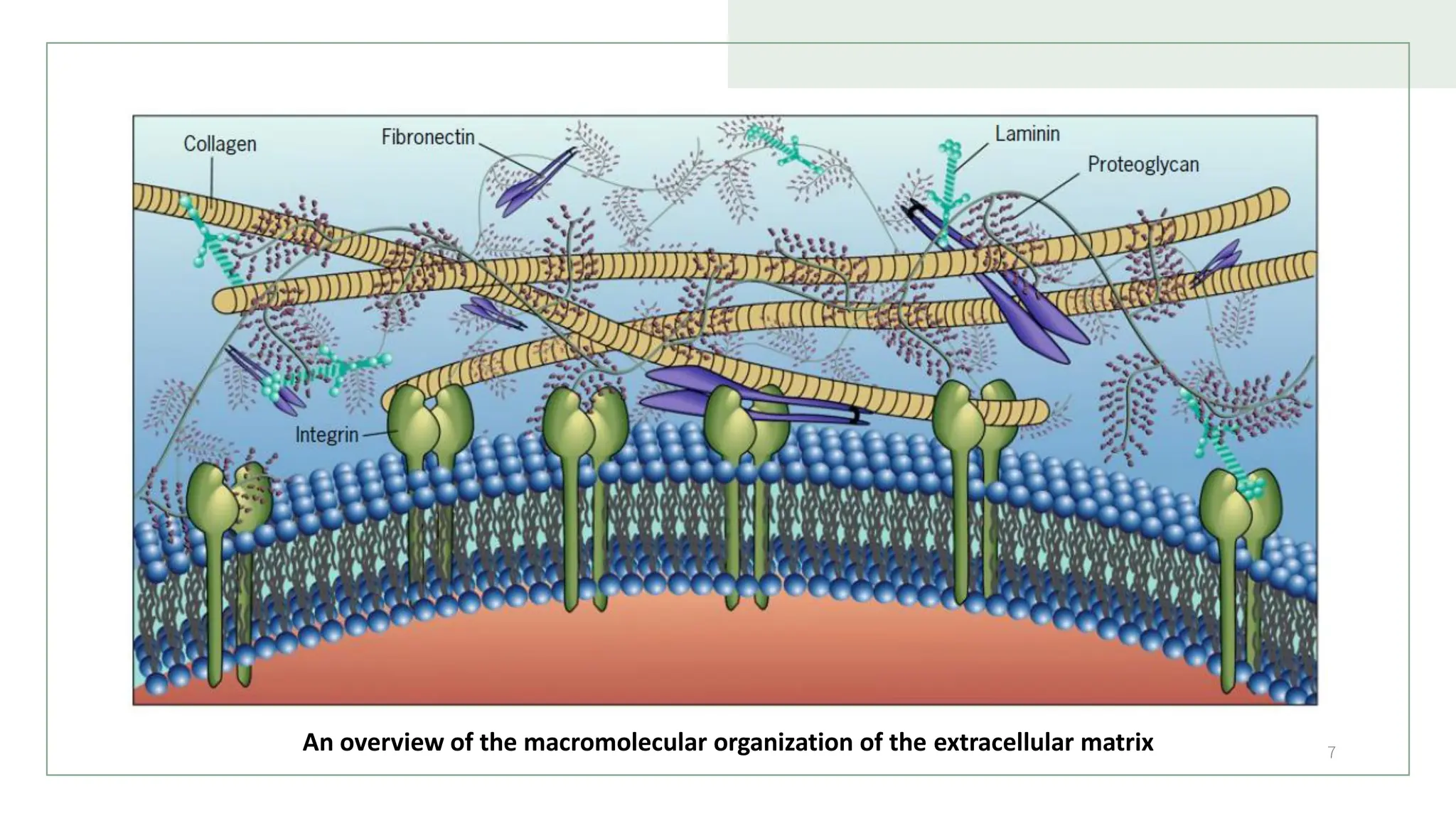 7
An overview of the macromolecular organization of the extracellular matrix
 